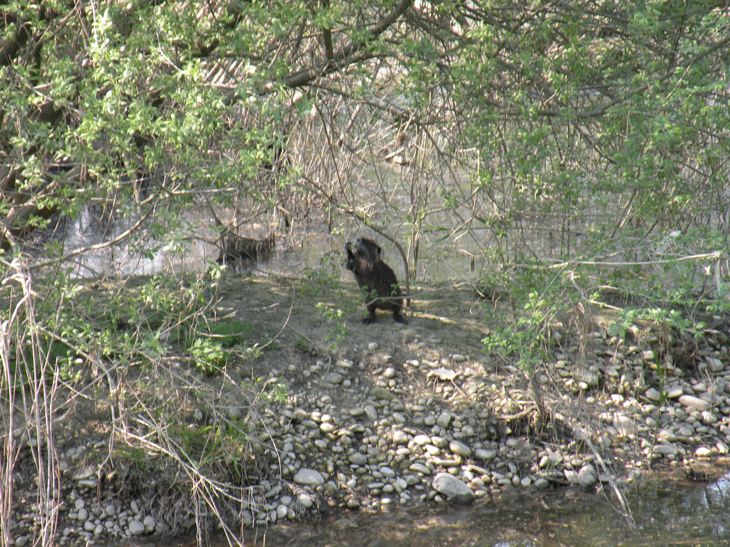 Nutria - Fiume Sile, presso Treviso